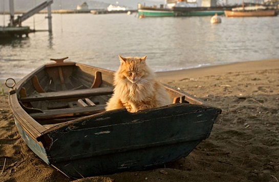 cat-in-boat.jpg